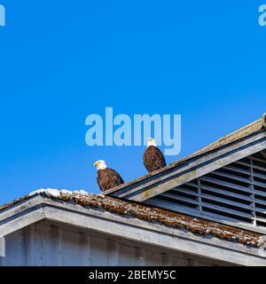 Coppia di aquile Bald su un tetto capannone a Steveston British Columbia Canada Foto Stock