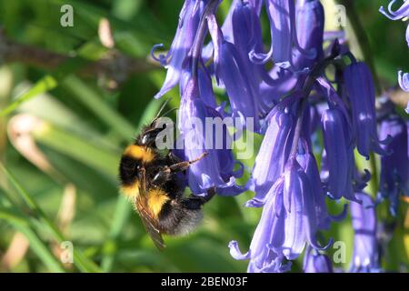 Bumblebee atterra sul bluebell per raccogliere polline. Il nettare è raccolto per il nido delle api e per il cibo. Foto Stock