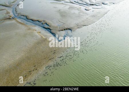 Birds Dot una palude illuminata dal sole in San Francisco Bay Aerial Foto Stock