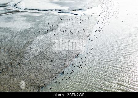 Birds Dot una palude illuminata dal sole in San Francisco Bay Aerial Foto Stock