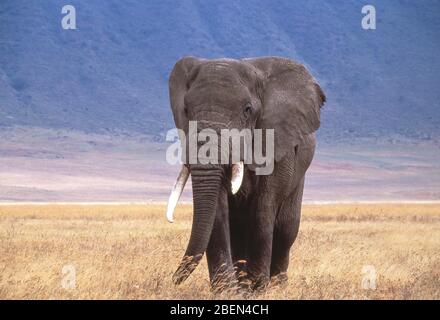 Elefante africano cespuglio nel cratere di Ngorongoro, la zona di conservazione di Ngorongoro, regione di Arusha, Repubblica unita di Tanzania Foto Stock