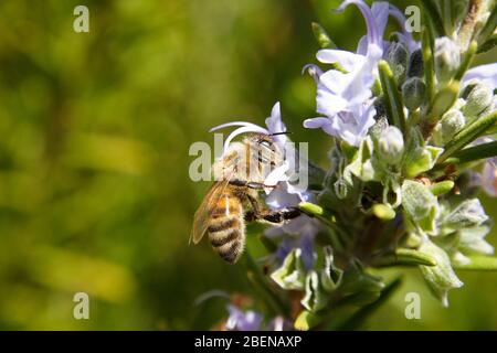 Miele Bee, (Apis mellifera), raccogliendo polline da un fiore rosmarino. Foto Stock