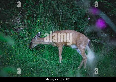 Doe e cervi sono a Vancouver Island come animali domestici in casa Foto Stock