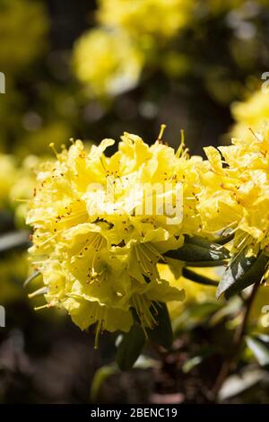 Rhododendron "Goldilocks" (Rhododendron ibrido di Lepidote). Foto Stock
