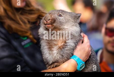 Un Wombat sorridente in un santuario di animali mani operai Foto Stock