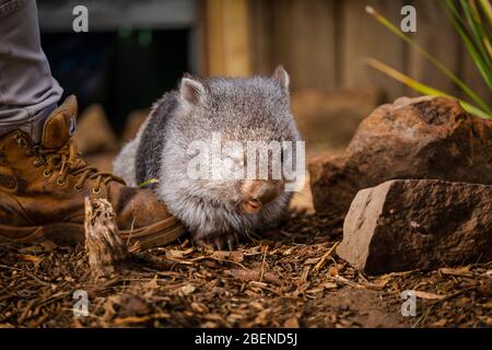 Un adorabile e timido Wombat australiano accanto ai piedi del lavoratore del santuario Foto Stock