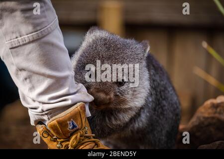 Un adorabile e timido Wombat australiano accanto ai piedi del lavoratore del santuario Foto Stock