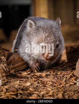 Un adorabile e timido Wombat australiano accanto ai piedi del lavoratore del santuario Foto Stock