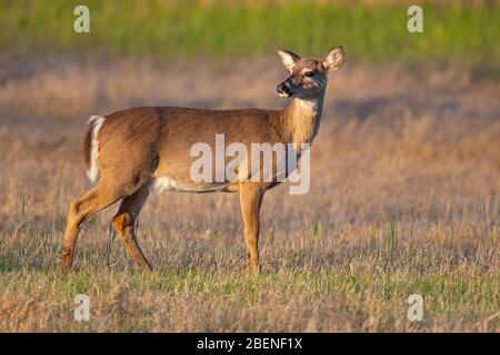 Cervi con coda bianca in piedi sul campo Foto Stock