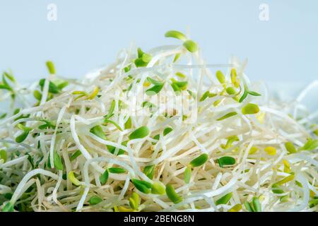 Un mucchio di germogli di erba medica fresca su sfondo blu. Dieta sana superfood e concetto di alimentazione micro verde Foto Stock