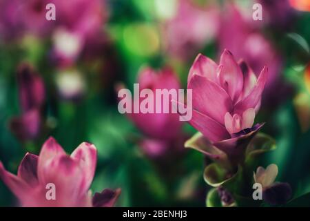 Fiori ornamentali graziosi rosa zenzero in crescita nel campo. Foto Stock