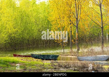 Vecchie barche e alberi nel fiume. Barche ormeggiate sulla riva del fiume in foresta autunnale con alberi in acque fangose. Foto Stock