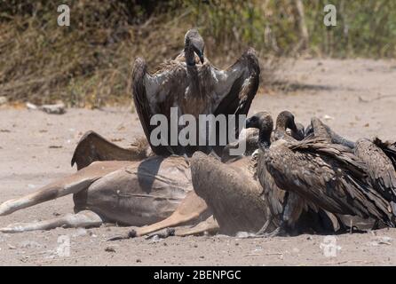 White-backed avvoltoi mangiare la carcassa di un punto morto superiore Kudu, Chobe National Park, Botswana Foto Stock
