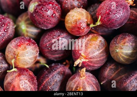 Set di uva spina biologica. Frutti di gooseberries in cestini di carta. Frutti di bosco dolci e succosi. Vista dall'alto. Foto Stock