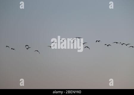 primo piano di gruppo di grandi egreti (airone bianco) che volano nel cielo, sfondo di uccelli la sera Foto Stock