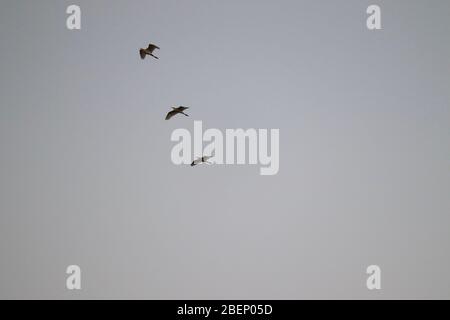 tre grandi aironi (airone bianco) che volano nel cielo, sfondo di uccelli la sera Foto Stock