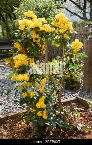 Ilex aquifolium agrifoglio, comune, anglosassone, agrifoglio europeo, o occasionalmente Natale Foto Stock