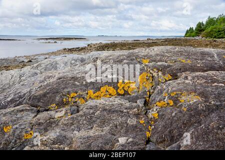 Rock con licheni arancioni su Seal Cove sul Mt Desert Island nel Maine USA Foto Stock