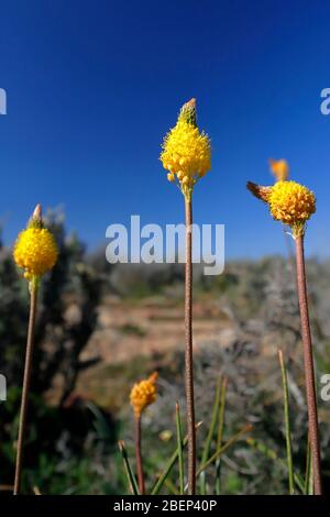 Mostra di fiori naturali selvatici vicino a Nieuwoudtville, Capo del Nord, Sud Africa Foto Stock