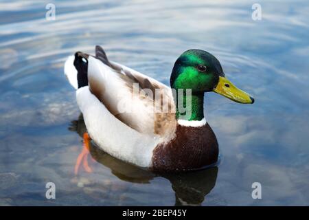 Primo piano di mallardo maschio che nuotano in acqua - Anas platyrhynchos Foto Stock