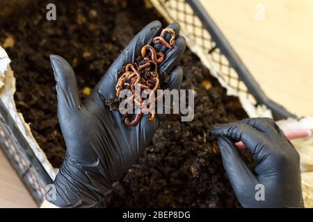 Worm sulla mano per il compostaggio domestico del worm. Il vermicomposting è metodo di trasformare i rifiuti domestici basati sulla pianta e gli avanzi alimentari della cucina in ricca org Foto Stock