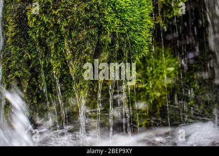 Primo piano di muschio con acqua di gocciolamento. Mountain Creek. Umore estivo Foto Stock