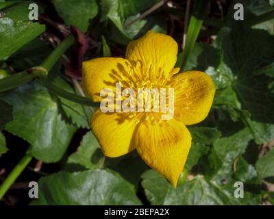 Fioritura Kingcup o Marsh Marigold (Caltha palustris), Baviera, Germania, Europa Foto Stock