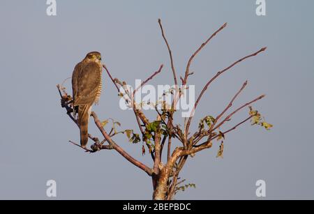 Femmina Sparrowawk, Accipiter nisus, seduta su UN albero di Lone all'alba. Presa a Stanpit Marsh UK Foto Stock