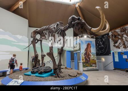 Das siegsdorfer mammmmmmmut, (il mammut di Siegsdorf), un mammut lanoso (Mammuthus primigenius), Museo di Siegsdorf Mammoth, Siegsdorf, Germania. Foto Stock