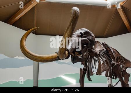 Das siegsdorfer mammmmmmmut, (il mammut di Siegsdorf), un mammut lanoso (Mammuthus primigenius), Museo di Siegsdorf Mammoth, Siegsdorf, Germania Foto Stock