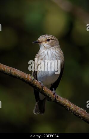 Davanti a un colpo di un Flycatcher punteggiato, Muscicapa striata, appollaiato su un ramo alla ricerca di insetti. Presa a Stanpit Marzo Regno Unito Foto Stock