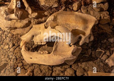 In mostra al Museo Siegsdorf Mammoth, Siegsdorf, Baviera, Germania. Foto Stock