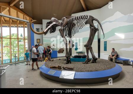 Das siegsdorfer mammmmmmmut, (il mammut di Siegsdorf), un mammut lanoso (Mammuthus primigenius), Museo di Siegsdorf Mammoth, Siegsdorf, Germania Foto Stock