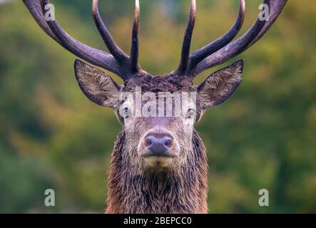 Maschio dei cervi rossi Foto Stock