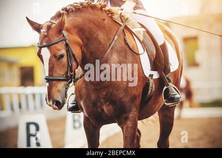 Un bellissimo ed elegante cavallo di castagno con una crosta di mane partecipa a gare di dressage con un cavaliere in sella, illuminato dalla luce del sole. Foto Stock