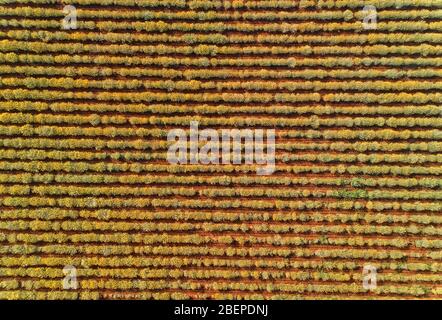 Vista aerea ot un campo di immortelle vicino a Oklaj in Croazia Foto Stock