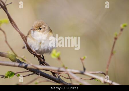 songbird siede su un ramo della foresta Foto Stock