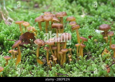 Craterellus tubaeformis (precedentemente Cantharellus tubaeformis), conosciuto come yellowfoot, fungo invernale, o chanterelle imbuto Foto Stock