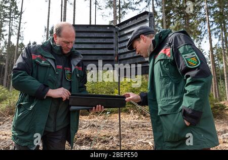 15 aprile 2020, Sassonia, Tharandt: Wolfram Günther (Bündnis90/Die Grünen, r.), ministro dell'ambiente della Sassonia, ha una trappola per scarafaggio spiegata da Utz Hempfling, presidente del Dipartimento forestale di Stato, durante una riunione stampa all'inizio della stagione degli scarafaggio in un'area boschiva. A causa dell'aumento delle temperature, il coleottero di corteccia si sta diffondendo nelle foreste della Sassonia. Foto: Robert Michael/dpa-Zentralbild/dpa Foto Stock