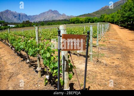 I vigneti del Franco di Carbernet crescono in una valle vicino a Stellenbosch, Sudafrica. Stellenbosch è forse la regione vinicola più famosa del Sudafrica. La città, nella regione costiera del Capo Occidentale, è immersa nella storia e ospita le più famose aziende vinicole del paese. Il Cabernet Sauvignon è la varietà di uve più coltivata della regione Foto Stock
