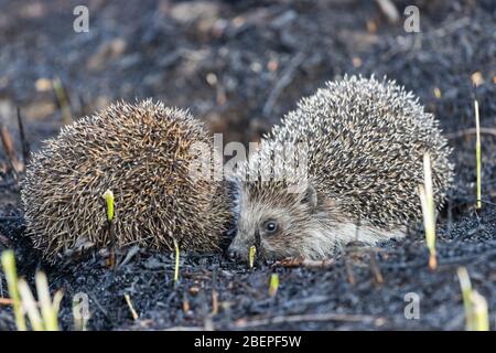 due hedgehogs che si aggirano a terra Foto Stock