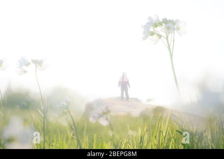 Una doppia esposizione di un primo piano di fiori bianchi con una silhouette. Escursionista maschile. Con un sogno astratto e sperimentale come edit. Foto Stock