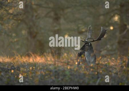 Daini in autunno Foto Stock
