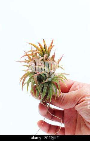 Tillandsia ionantha Messico isolato su sfondo bianco Foto Stock