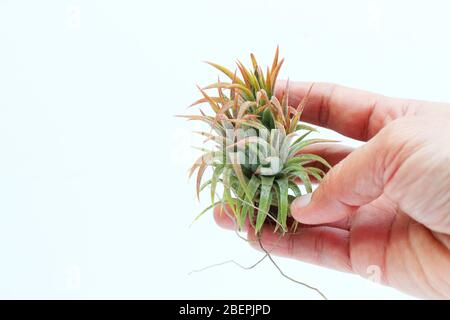 Tillandsia ionantha Messico isolato su sfondo bianco Foto Stock