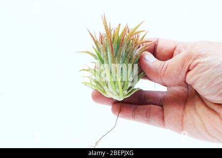 Tillandsia ionantha Messico isolato su sfondo bianco Foto Stock