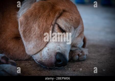 Dirty English beagle Street dog, cute e dolce inglese beagle cane dorme, primo piano foto ritratto Foto Stock