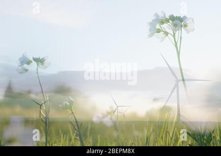 Una doppia esposizione di un primo piano di fiori bianchi in un prato, con turbine eoliche sullo sfondo. Con un sogno astratto e sperimentale come edit. Foto Stock