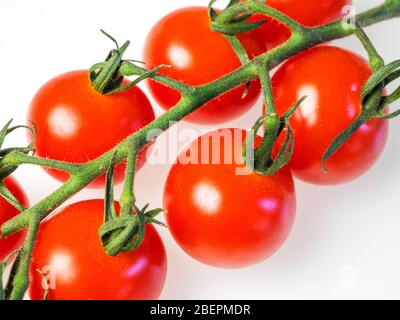 Pomodori ciliegini Vittoria sulla vite su sfondo bianco Foto Stock