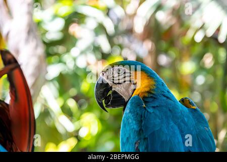 Il macaw scarlatto è il nome di questo uccello, conosciuto come pappagallo vero e nome scientifico è psittacoidea Foto Stock